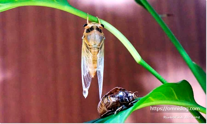 몸을 말리는매미