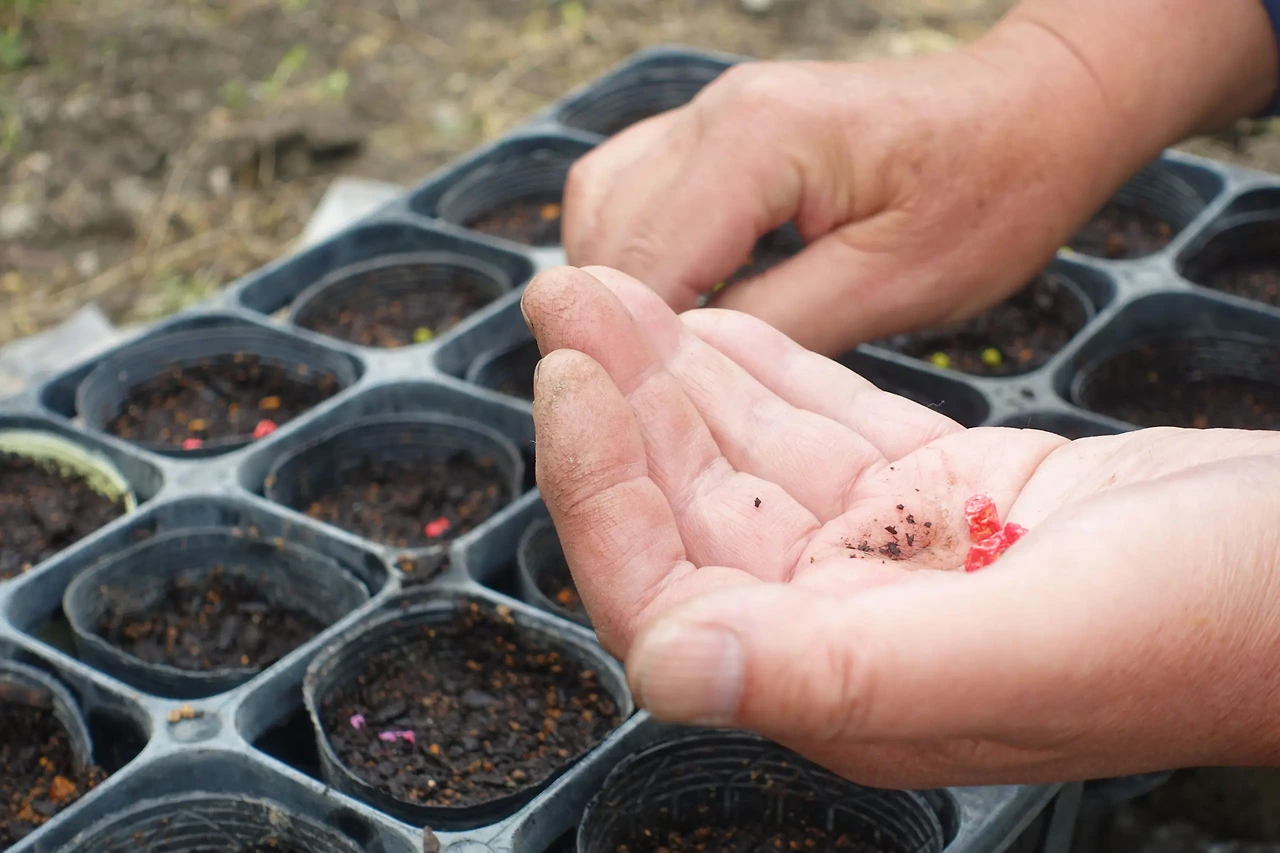 옥수수 심는시기