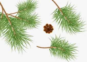 솔잎 효능수확기솔잎 효소 만드는법솔잎차세척활용법보관법까지_9