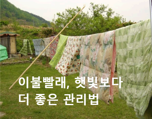 이불 빨래, 햇빛보다 더 좋은 관리법
아파트 vs 개인주택 환경별 꿀팁