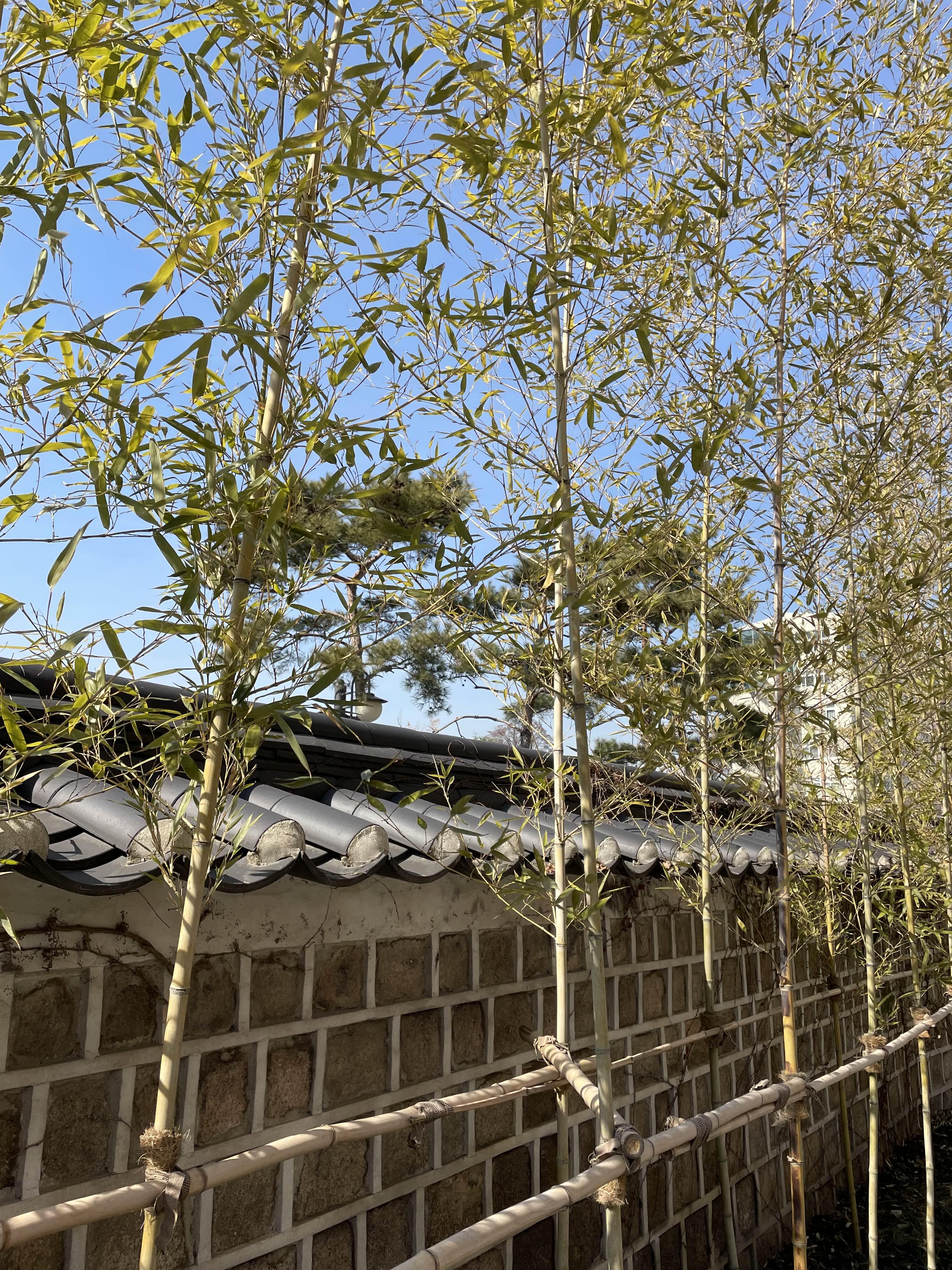 기와 & 대나무 사진