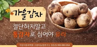 가을감자 심는시기 파종시기와 재배법_19