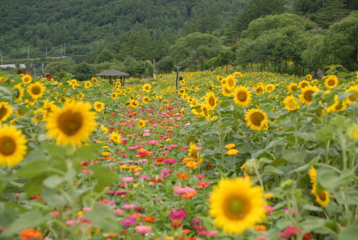 태백 해바라기축제