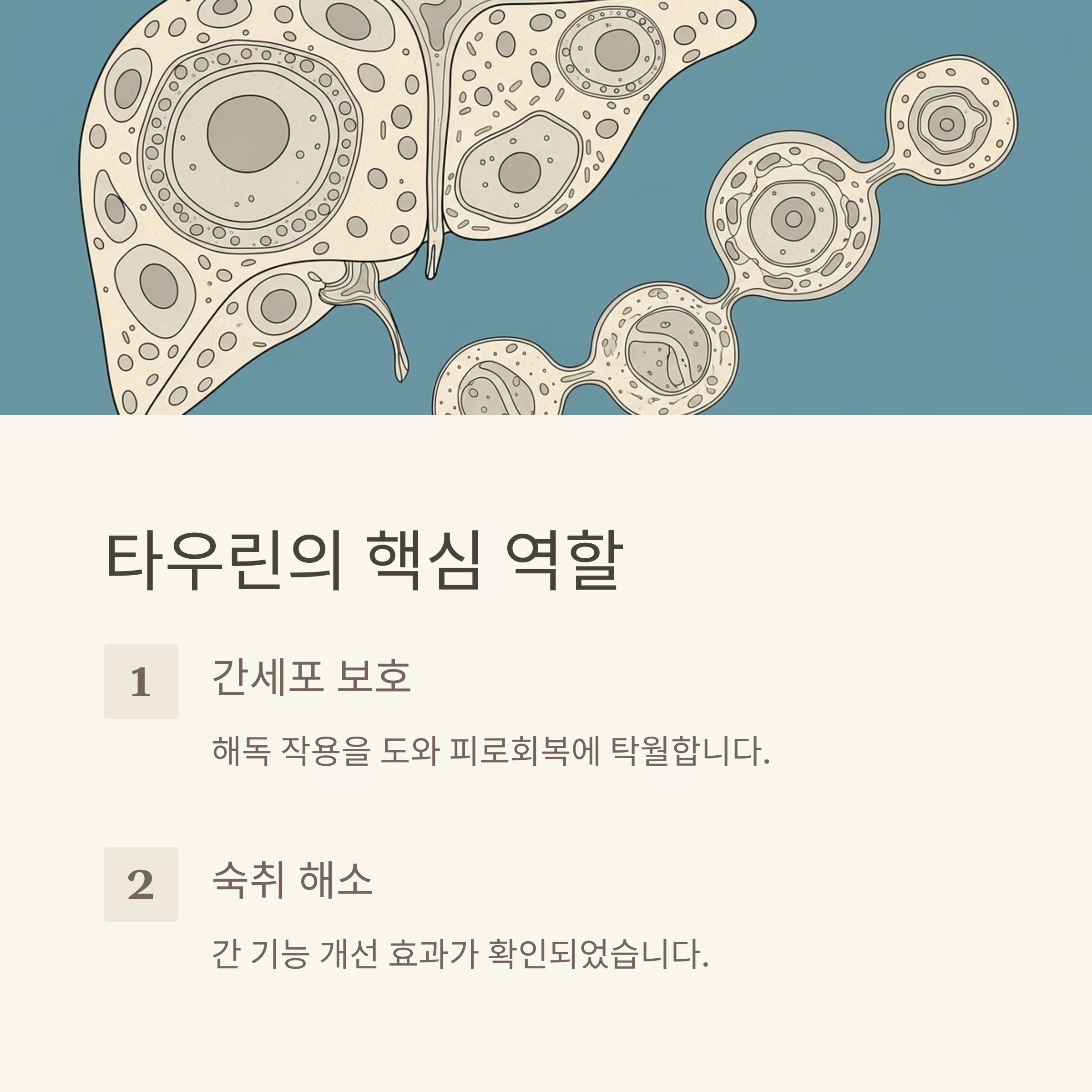 타우린의 핵심 역할