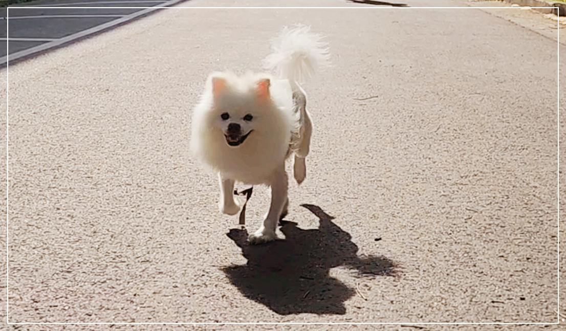 A walking k dog