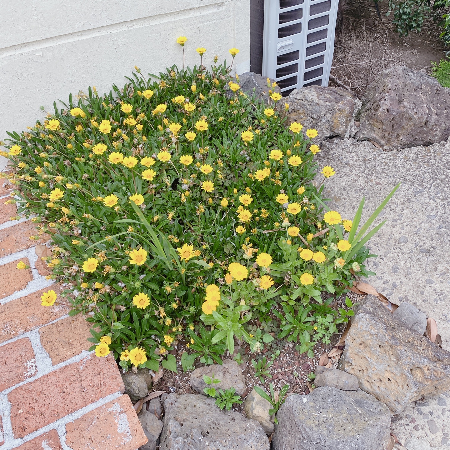 납읍난대림 금산공원 제주 애월 수플레 팬케이크 맛집 브런치 카페 애월후식