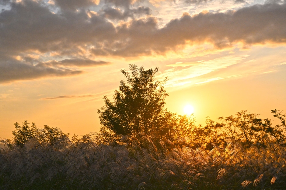 광주서창 억새축제