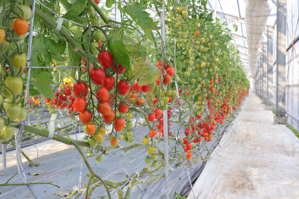 비닐하우스에서 재배중인 스테비아 토마토