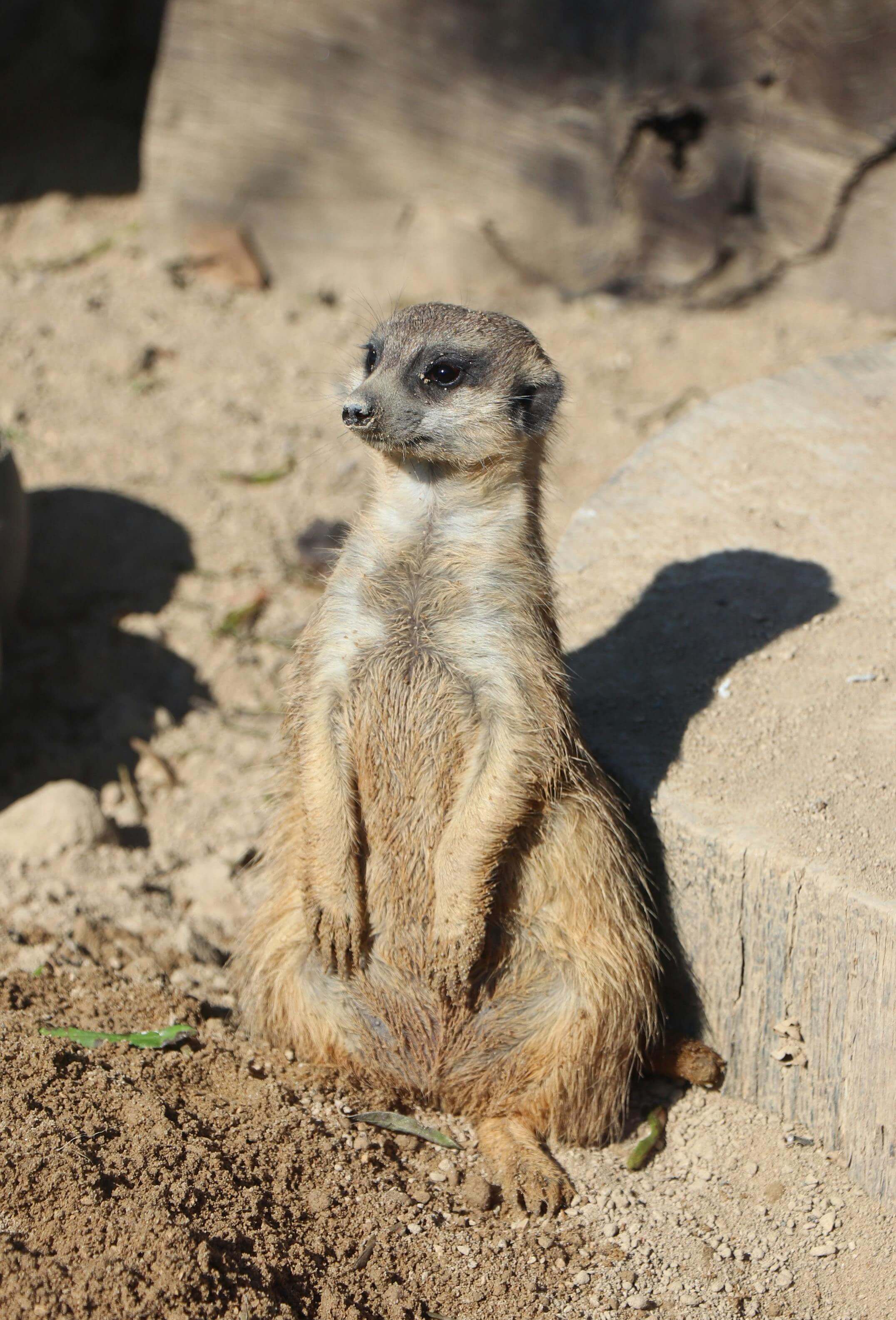 한국 야생 고양이 삵의 야생 스트레스 요인 평가 — 호르몬 분석으로 밝혀낸 생태 건강성