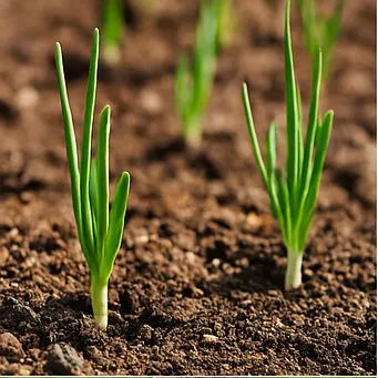 쪽파 심는시기11