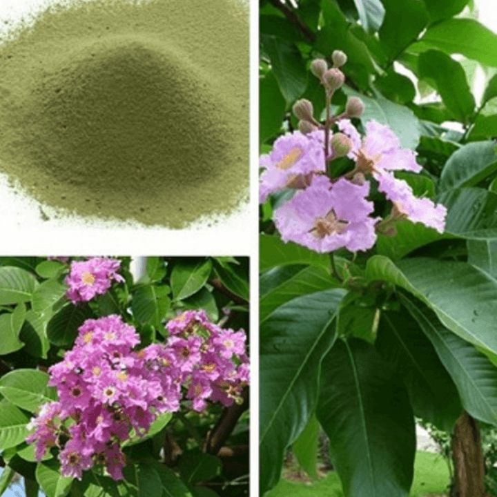 녹색-추출-분말-가루-형태로-제조된-바나바잎