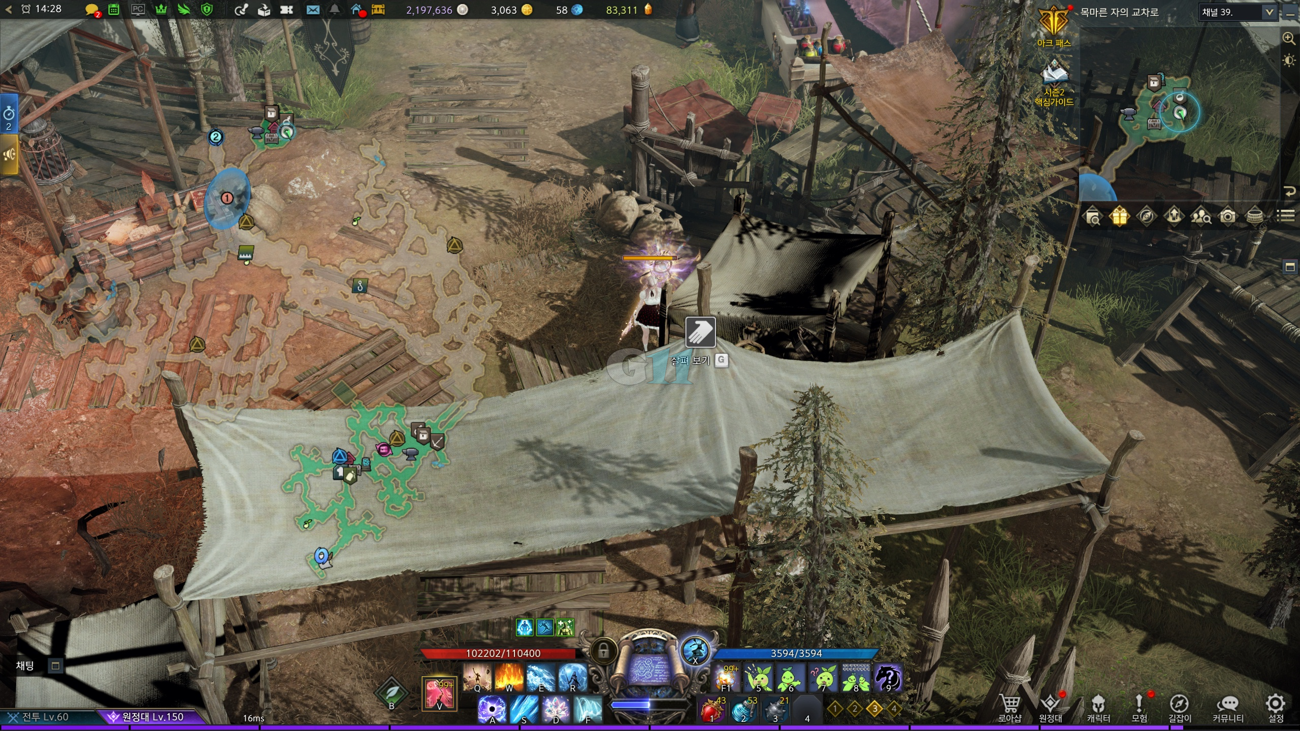 어금니의강 모코코