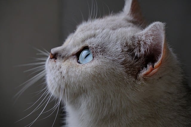 고양이 사료 추천 및 주의사항