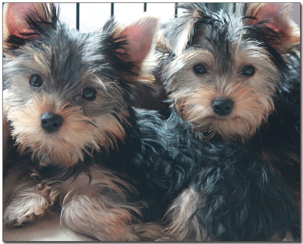 요크셔테리어 두마리 형제