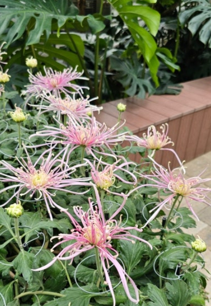 용인/새로운/인기/핫플/용/자작나/숲