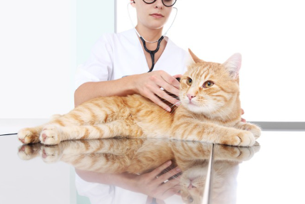 의사와 고양이.