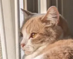 고양이 자궁 축농증