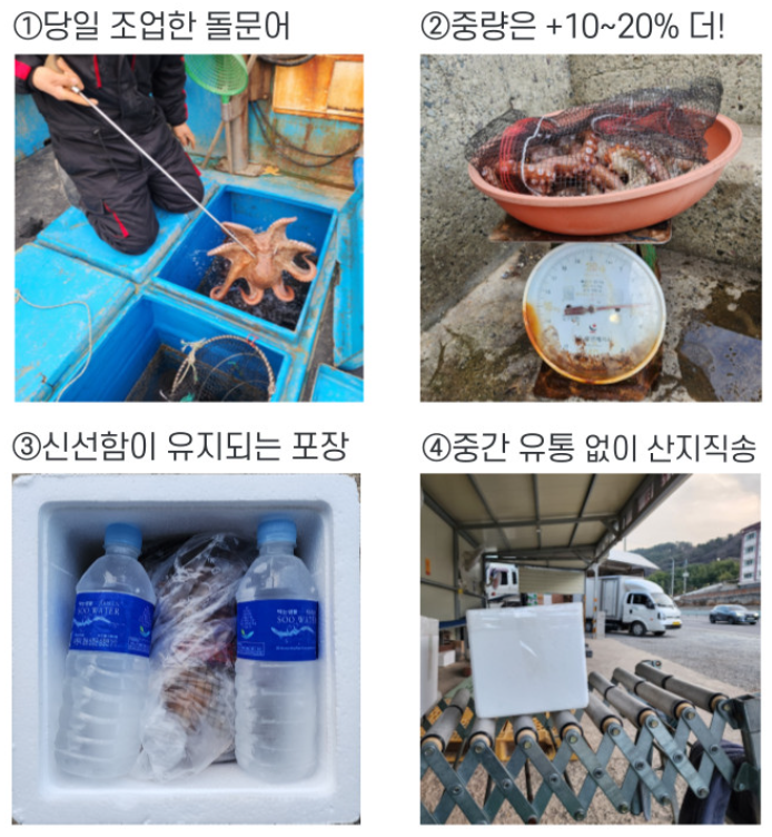 6시내고향 자연산 돌문어 손질문어 구매 택배 정보 경남 남해 남해뱃놈