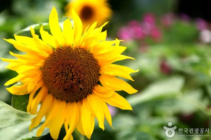 8월 전국축제 일정표