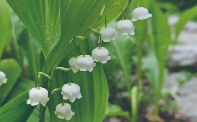 국립한국자생식물원