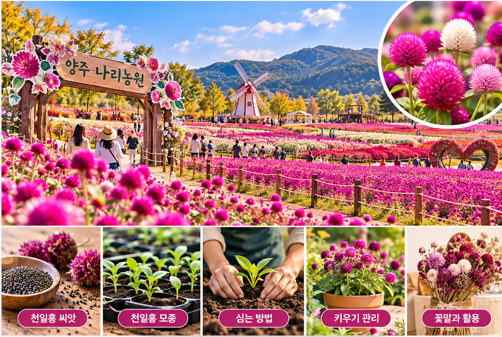 10월 꽃축제 하는 곳, 양주 천일홍 축제와 꽃말&middot;파종시기&middot;키우기