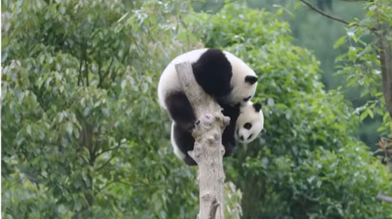 푸바오 근황