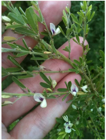 야관문 효능과 부작용 섭취방법