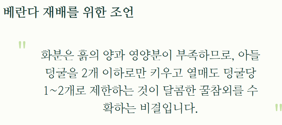 참외 순치기 방법