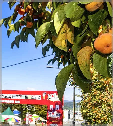 청도 반시축제_2