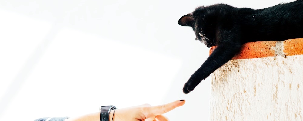 고양이 만지는 법 16
