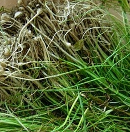 달래 효능 부작용 뿌리 고르는법