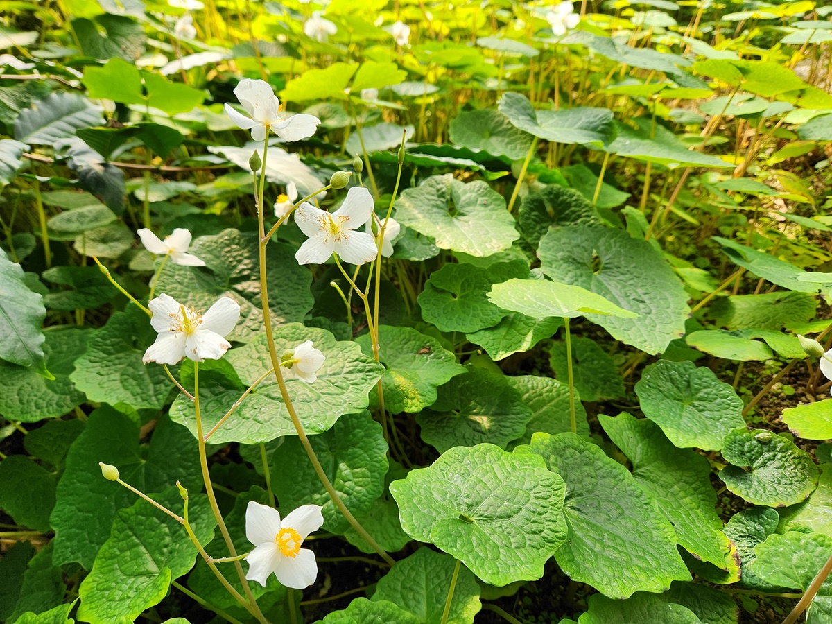 연잎양귀비(혈수초)