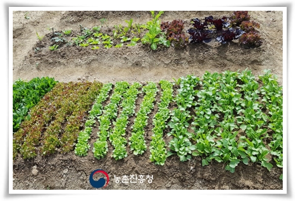"텃밭, 4월에 심기 좋은 작물" 상추 시금치 열무 쑥갓 케일 루꼴라 당근 비트 무 감자 완두콩 땅콩 녹두 ...