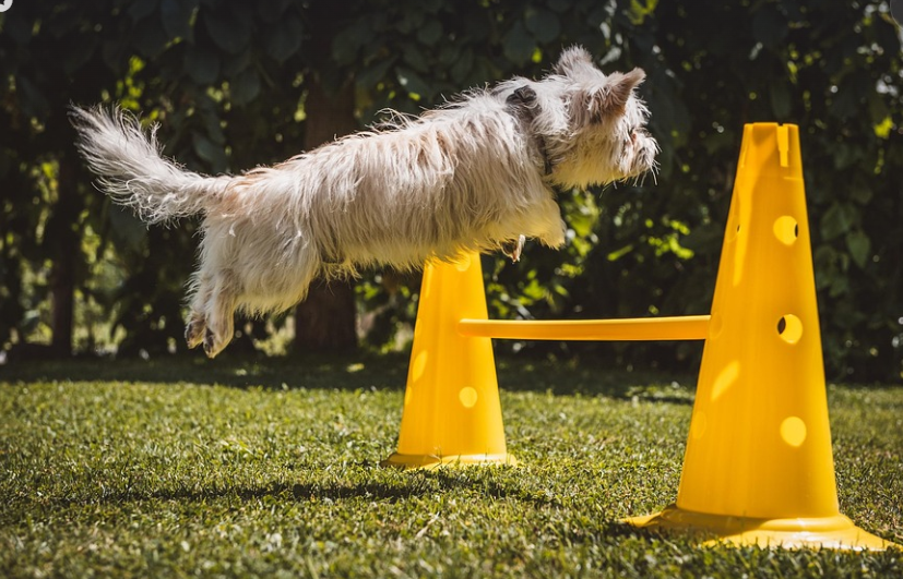 반려견 훈련 관련 사진