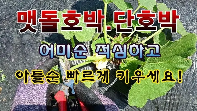 단호박 재배 직파 요령 덩굴 유인 당도 관리_4