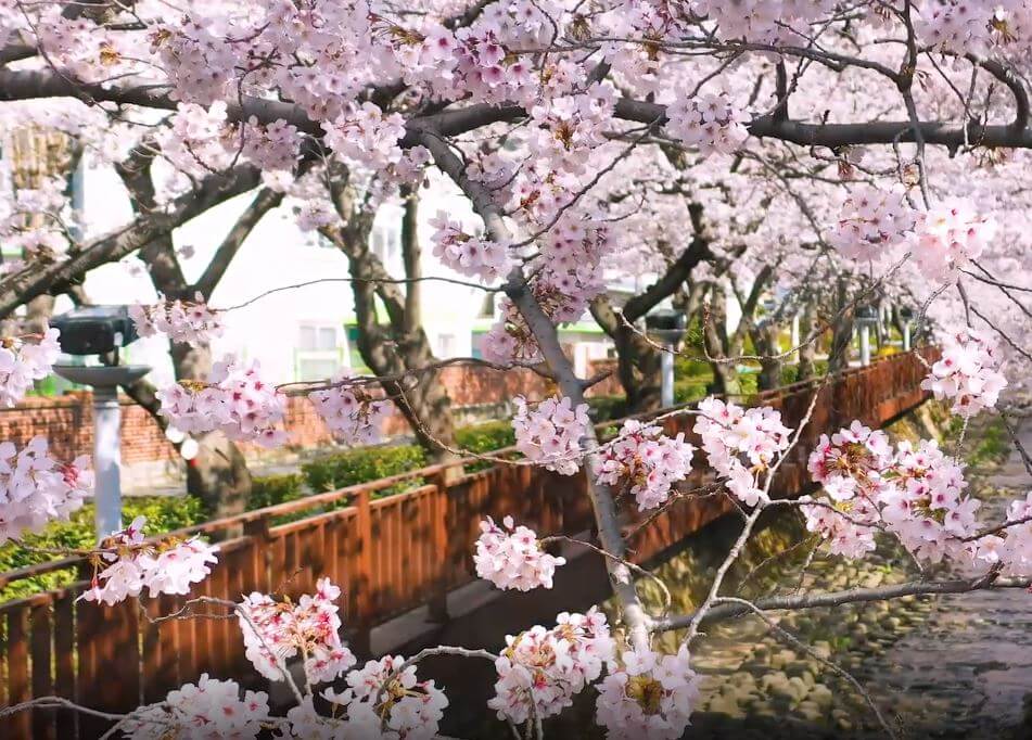 진해 군항제 축제 정보