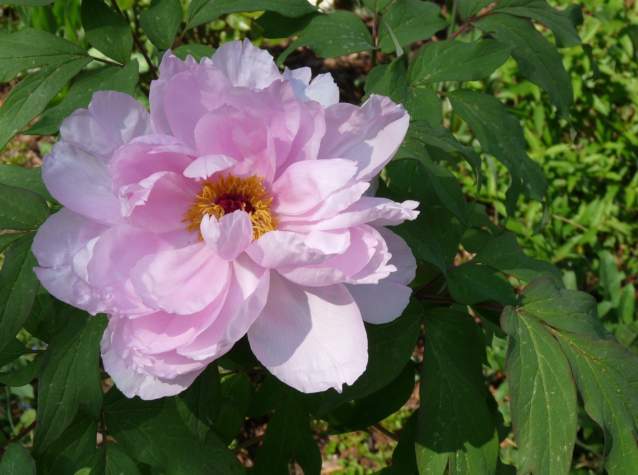 고흥 작약 꽃밭