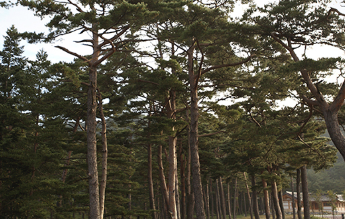오대산자연명상마을 전경
