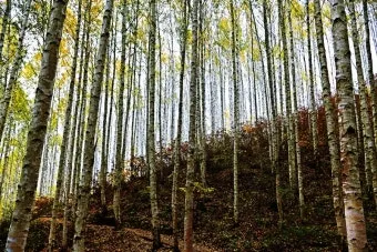 걷기좋은 명품 숲길 30선 숨겨진 코스_24