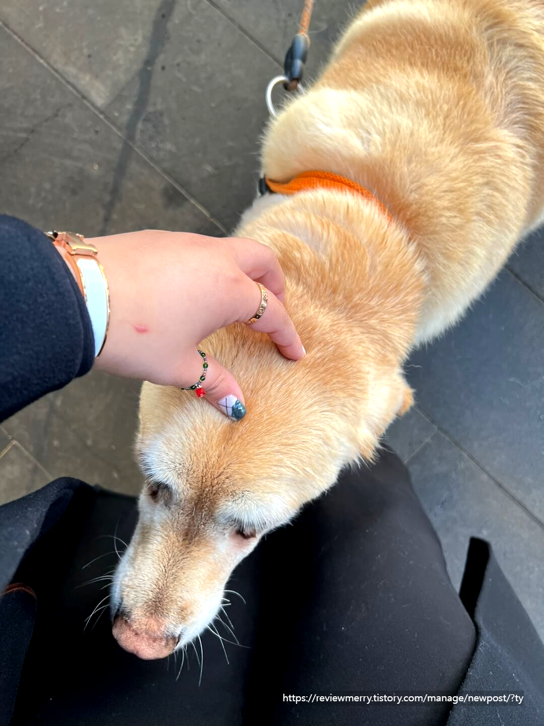 골든리트리머 만지는 사진