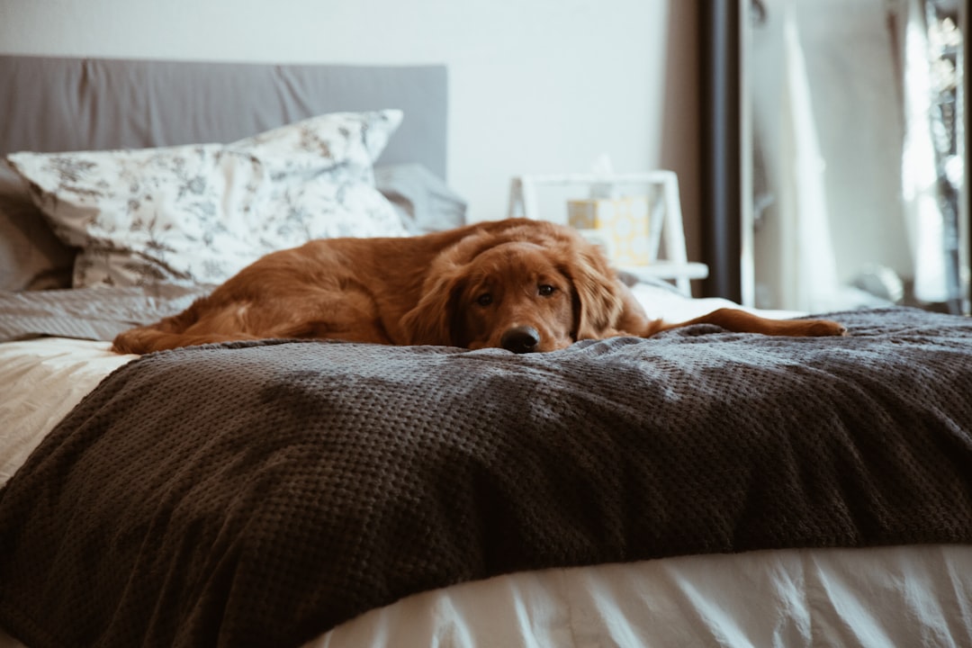Dog bed.