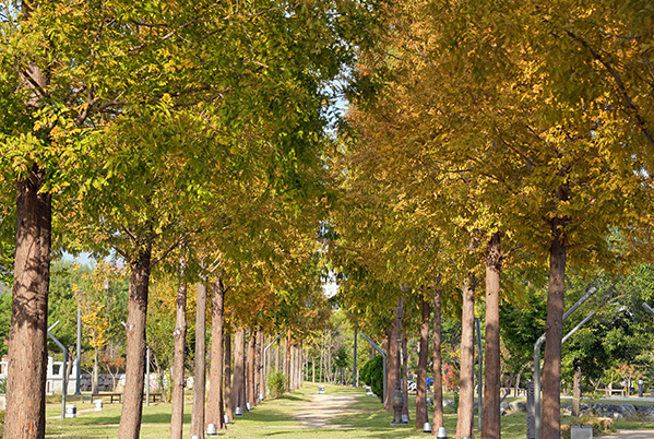 한중 우호의 숲