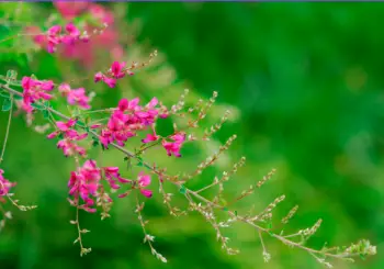 야관문 효능효과 먹는방법&amp;#44; 부작용