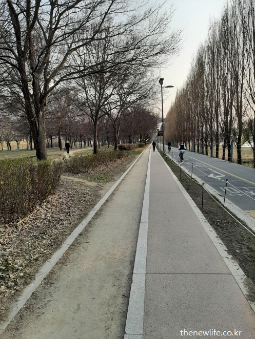 나무와 자전거 도로가 나란히 있는 흙길과 보도, 걷기 운동에 적합한 길