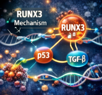 RUNX3의 종양 억제 메커니즘