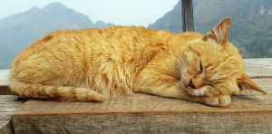 창가에서 자는 고양이