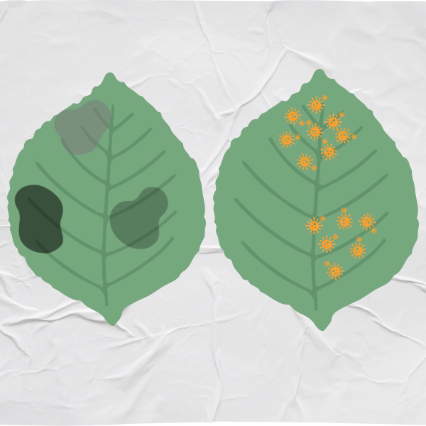 깻잎-녹병-저온장해-동해-곰팡이