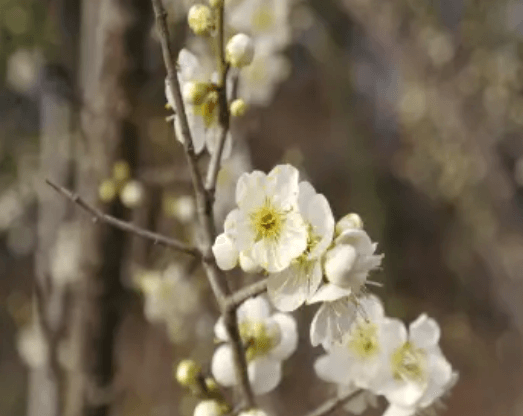 전국 매화 개화시기&amp;#44; 매화꽃 명소 및 축제 안내