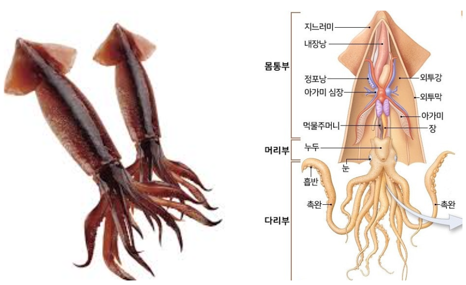 오징어 몸의 구조