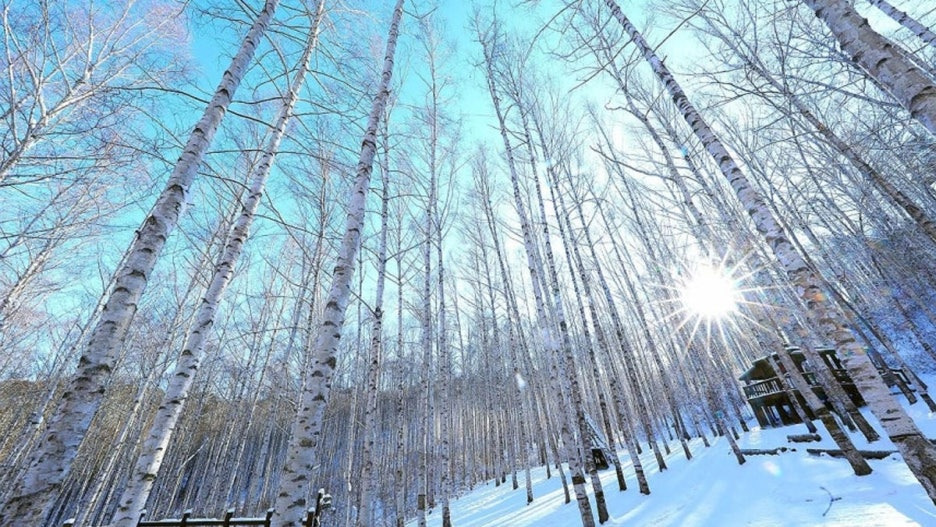 입장료 0원! 겨울 설경 끝판왕 원대리 자작나무숲